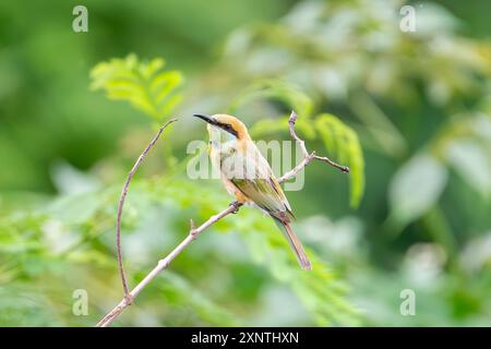 Asian green bee-eater, Merops orientalis Stock Photo
