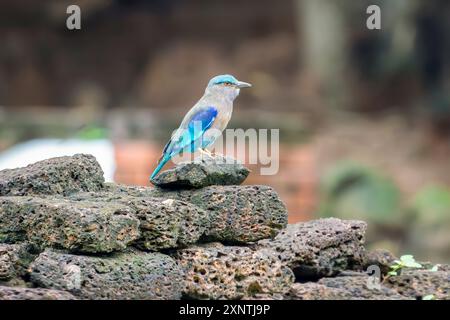 Indochinese roller, Coracias affinis in Thailand Stock Photo
