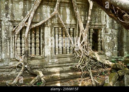 Tree roots engulf ancient stone window columns at Angkor Thom, Cambodia Stock Photo