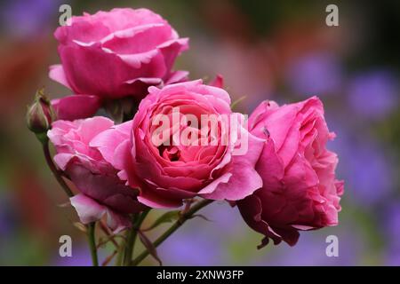 Pink Roses in full bloom looking fabulous Stock Photo