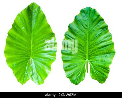 Huge Elephant Ear Leaf cut out on white background with clipping paths. Gigantic tall plant also called Taro for education material and other designs. Stock Photo