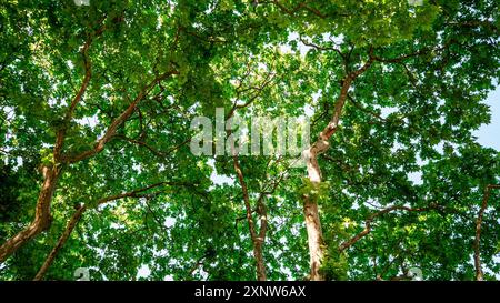 Bottom up view of leaves and trees, green background Stock Photo