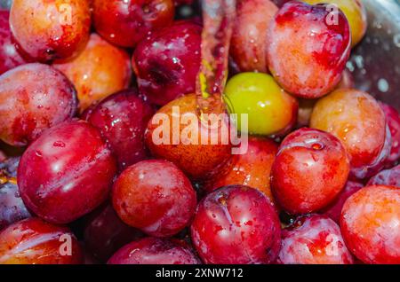 Fresh organic plums in a strainer being washed before making into jam Stock Photo