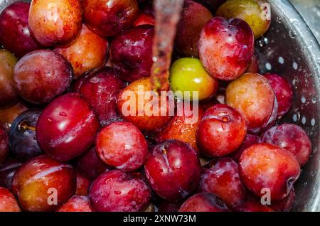 Plums in a strainer being washed before making into jam Stock Photo