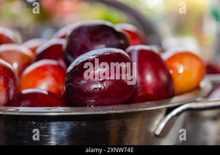 Plums in a strainer being washed before making into jam Stock Photo