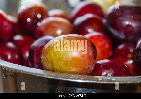 Plums in a strainer being washed before making into jam Stock Photo