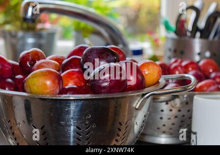Plums in a strainer being washed before making into jam Stock Photo