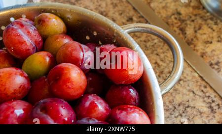 Plums in a strainer being washed before making into jam Stock Photo