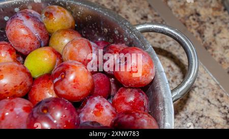 Plums in a strainer being washed before making into jam Stock Photo
