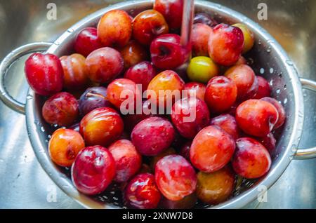 Plums in a strainer being washed before making into jam Stock Photo