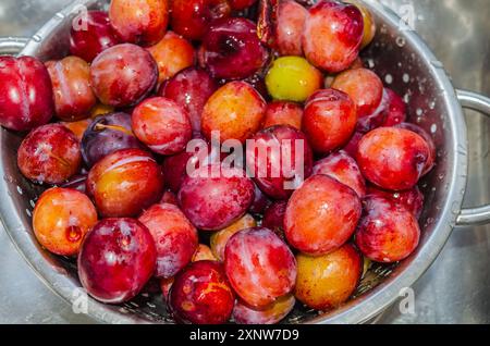 Plums in a strainer being washed before making into jam Stock Photo