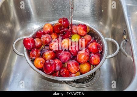 Plums in a strainer being washed before making into jam Stock Photo