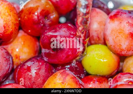 Plums in a strainer being washed before making into jam Stock Photo