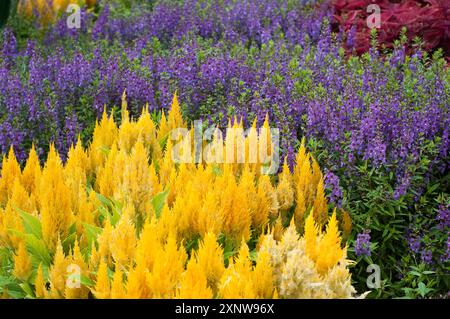 Celosia Yellow and Angelonia angustifolia purple or Summer Snapdragon Stock Photo