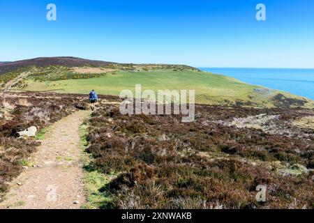 A walker on the path approaching Ousdale Broch, an Iron Age broch near the village of Ousdale, Caithness, Scotland, UK, Stock Photo