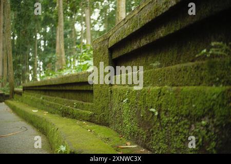 Pathway boundary wall made of moss-covered stone structures in the middle of a tropical forest Stock Photo