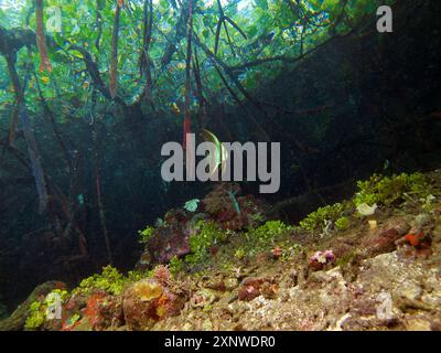 Nursery of a juvenile batfish in Raja Ampat in Indonesia, surfaced on the mangrove roots. Uunderwater photo shows how deeply rooted the mangroves are. Stock Photo