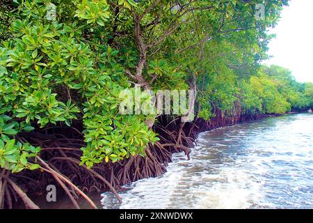 Prop roots of mangroves in the channel on the island of Yap in Micronesia. Breakwater: Mangroves that line this narrow passage to the next dive spot. Stock Photo