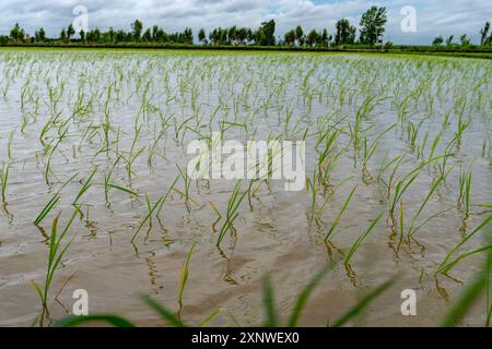 Rice fields with water beds on a large scale in Rudrapur city, Uttarakhand, India, showcasing paddy farmlands and horticulture practices amid mountain Stock Photo