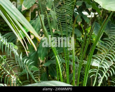 Cycas circinalis, also known as the queen sago. Floriculture, growing exotic plants in greenhouses. Sunlight on green leaves of tropical shrubs and tr Stock Photo