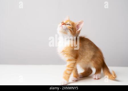 Ginger tabby little kitten on a grey background looks up. Animal portrait. Pet. Sitting posing. Beautiful funny kitten. Copy space Stock Photo
