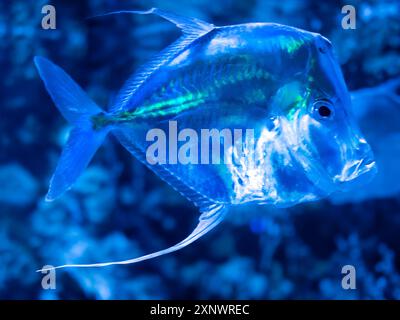 The lookdown or Selene vomer is a species of game fish. Shiny reflective mirror fish inside tank with water. Underwater life in aquarium. Stock Photo