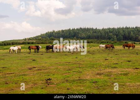 Mixed colour gathering of New Forest ponies in open space, New Forest, Hampshire, England, UK Stock Photo