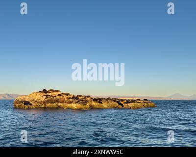 California sea lion bulls Zalophus californianus, hauled out on a small islet off San Marcos Island, Sea of Cortez, Mexico, North America Copyright: M Stock Photo