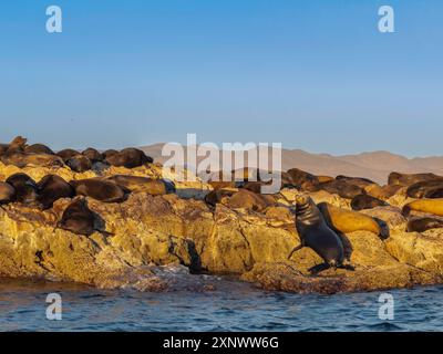 California sea lion bulls Zalophus californianus, hauled out on a small islet off San Marcos Island, Sea of Cortez, Mexico, North America Copyright: M Stock Photo