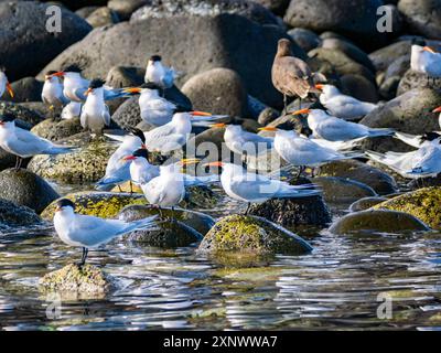 Adult elegant terns Thalasseus elegans, at breeding colony on Isla Rasa, Baja California, Sea of Cortez, Mexico, North America Copyright: MichaelxNola Stock Photo