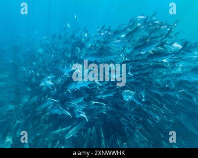 Bigeye Trevally Caranx sexfasciatus, schooling in Cabo Pulmo National Marine Park, Baja California Sur, Mexico, North America Copyright: MichaelxNolan Stock Photo