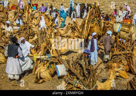 Camels loaded with firewood, Monday market of Keren, Eritrea, Africa Copyright: MichaelxRunkel 1184-12002 Editorial Use Only Stock Photo