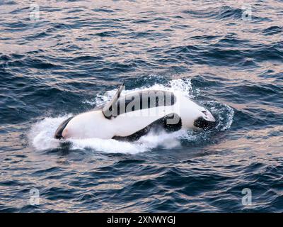 Killer whale female calf (Orcinus orca), breaching at sunset off Isla San Jose, Baja California Sur, Sea of Cortez, Mexico, North America Stock Photo