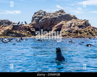 Guadalupe fur seals (Arctocephalus townsendi), at new haul out on Las Animas Island, Baja California Sur, Sea of Cortez, Mexico, North America Stock Photo