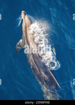 Bottlenose dolphin (Tursiops truncatus), surfacing in Cabo Pulmo National Marine Park, Baja California Sur, Mexico,, North America Stock Photo