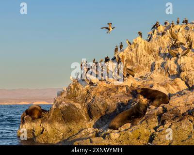 California sea lion bulls (Zalophus californianus), hauled out on a small islet off San Marcos Island, Sea of Cortez, Mexico, North America Stock Photo