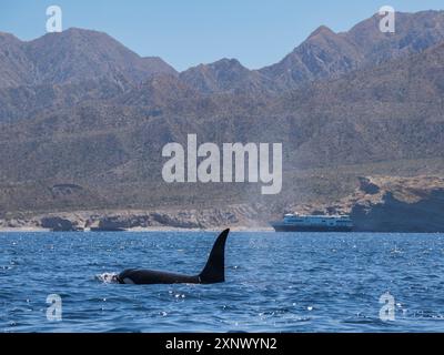 Killer whale pod (Orcinus orca), off Punta Colorada, Isla San Jose, Baja California Sur, Mexico, North America Stock Photo