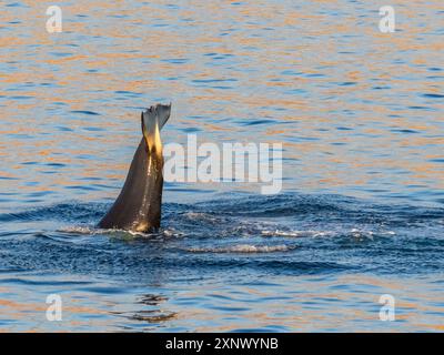 Killer whale female (Orcinus orca), tail-lobbing off Isla San Lorenzo, Baja California, Sea of Cortez, Mexico, North America Stock Photo