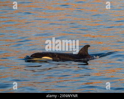 Killer whale female (Orcinus orca), surfacing off Isla San Lorenzo, Baja California, Sea of Cortez, Mexico, North America Stock Photo