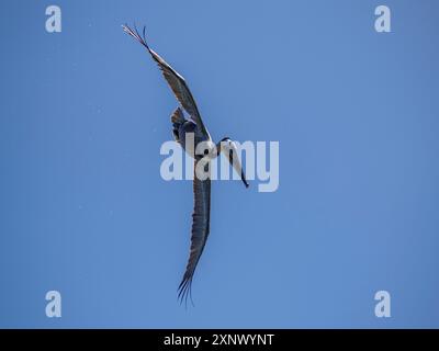 Adult brown pelican (Pelecanus occidentalis), plunge diving for fish, Isla Carmen, Baja California Sur, Mexico, North America Stock Photo