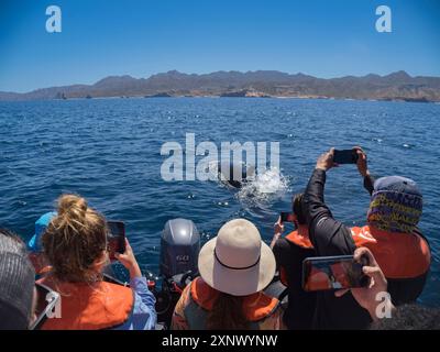 Killer whale pod (Orcinus orca), and tourists off Punta Colorada, Isla San Jose, Baja California Sur, Mexico, North America Stock Photo