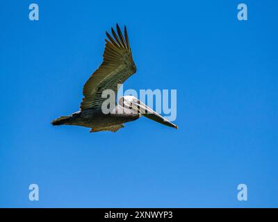 Adult brown pelican (Pelecanus occidentalis), plunge diving for fish, Isla Carmen, Baja California Sur, Mexico, North America Stock Photo