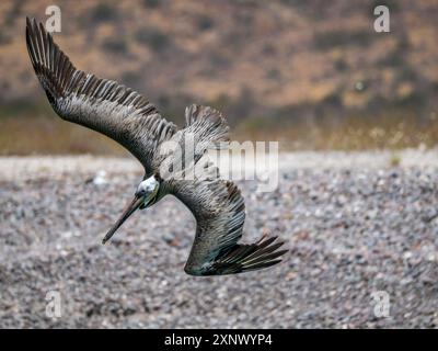 Adult brown pelican (Pelecanus occidentalis), plunge diving for fish, Isla Carmen, Baja California Sur, Mexico, North America Stock Photo