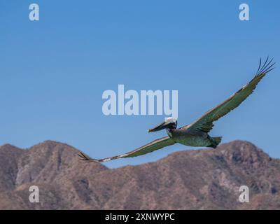 Adult brown pelican (Pelecanus occidentalis), plunge diving for fish, Isla Carmen, Baja California Sur, Mexico, North America Stock Photo