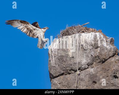 Osprey (Pandion haliaetus), in flight to its nest, Isla San Lorenzo, Baja California, Sea of Cortez, Mexico, North America Stock Photo