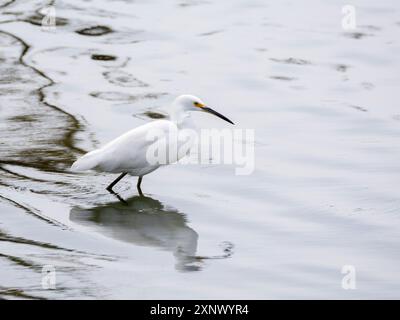 A snowy egret (Egretta thula), fishing in the shallows, San Jose del Cabo, Baja California Sur, Sea of Cortez, Mexico, North America Stock Photo