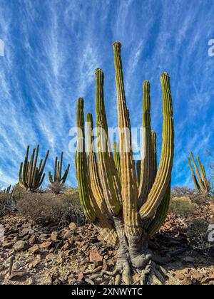 Mexican giant cardon (Pachycereus pringlei), on Isla San Esteban, Baja California, Sea of Cortez, Mexico, North America Stock Photo