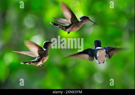 Florisuga mellivora (White-necked Jacobin) hovering, Soberania National Park, Republic of Panama, Central America Stock Photo