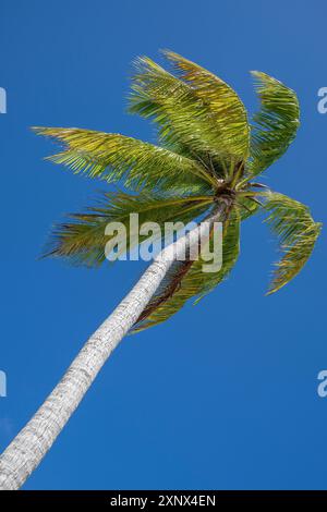 Coconut palm (Cocos nucifera), Tikehau, Atoll, Tuamotu Archipelago, Tuherahera, Rangiroa, French Polynesia Stock Photo