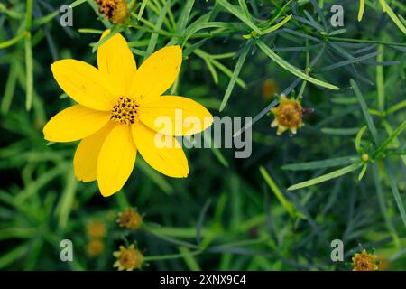 Whorled-leaved tickseed (Coreopsis verticillata), flowering, Elllerstadt, Germany Stock Photo